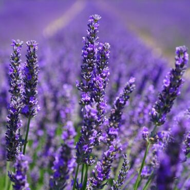Essential Oil Lavender
